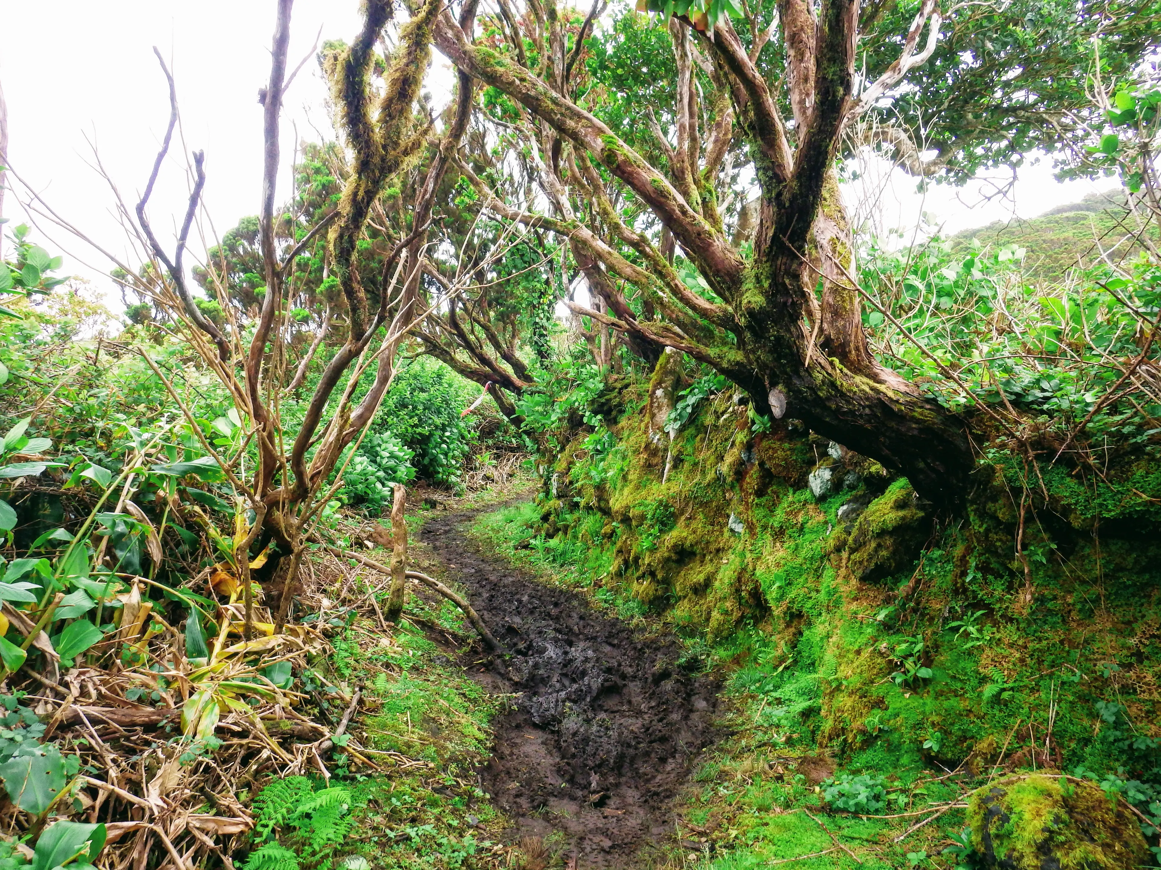 Photo of Azores Trail Run - Faial Costa a Costa #4